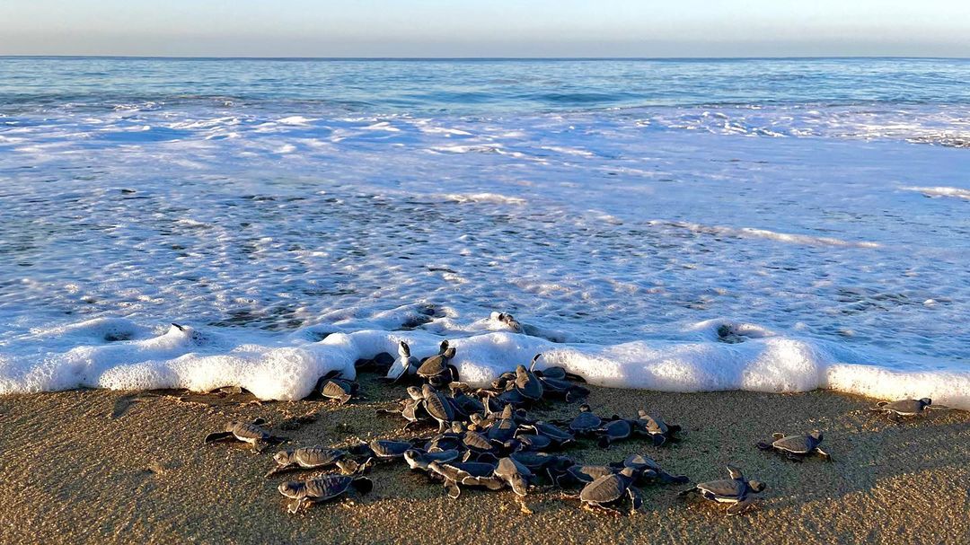 playa palmarito Puerto Escondido