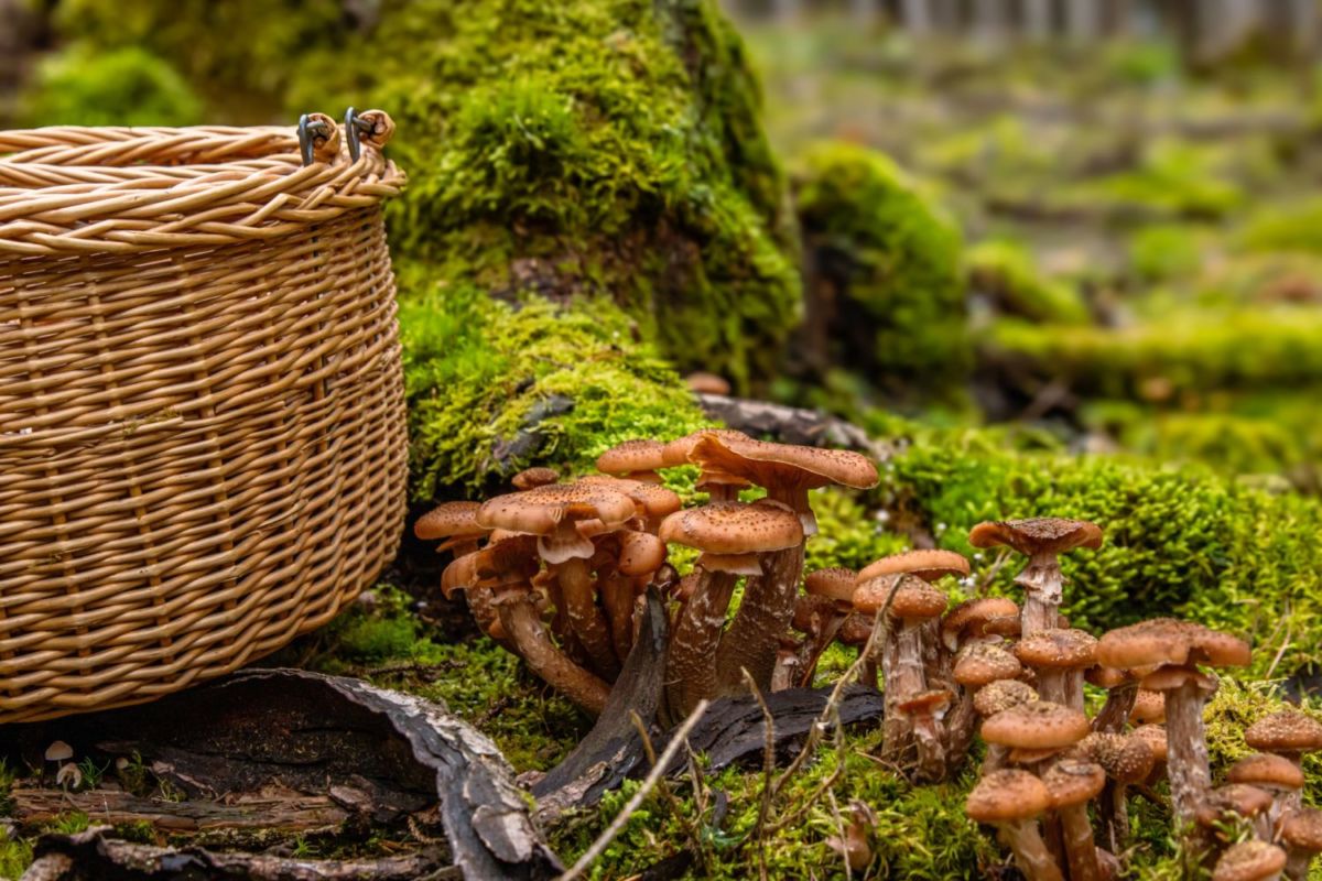 4 destinos en México para viajar durante le la temporada de lluvia y hongos