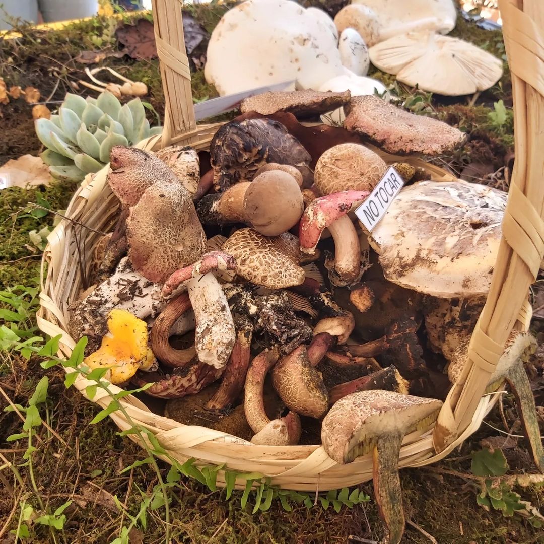 Recolección de hongos en Mixtlán