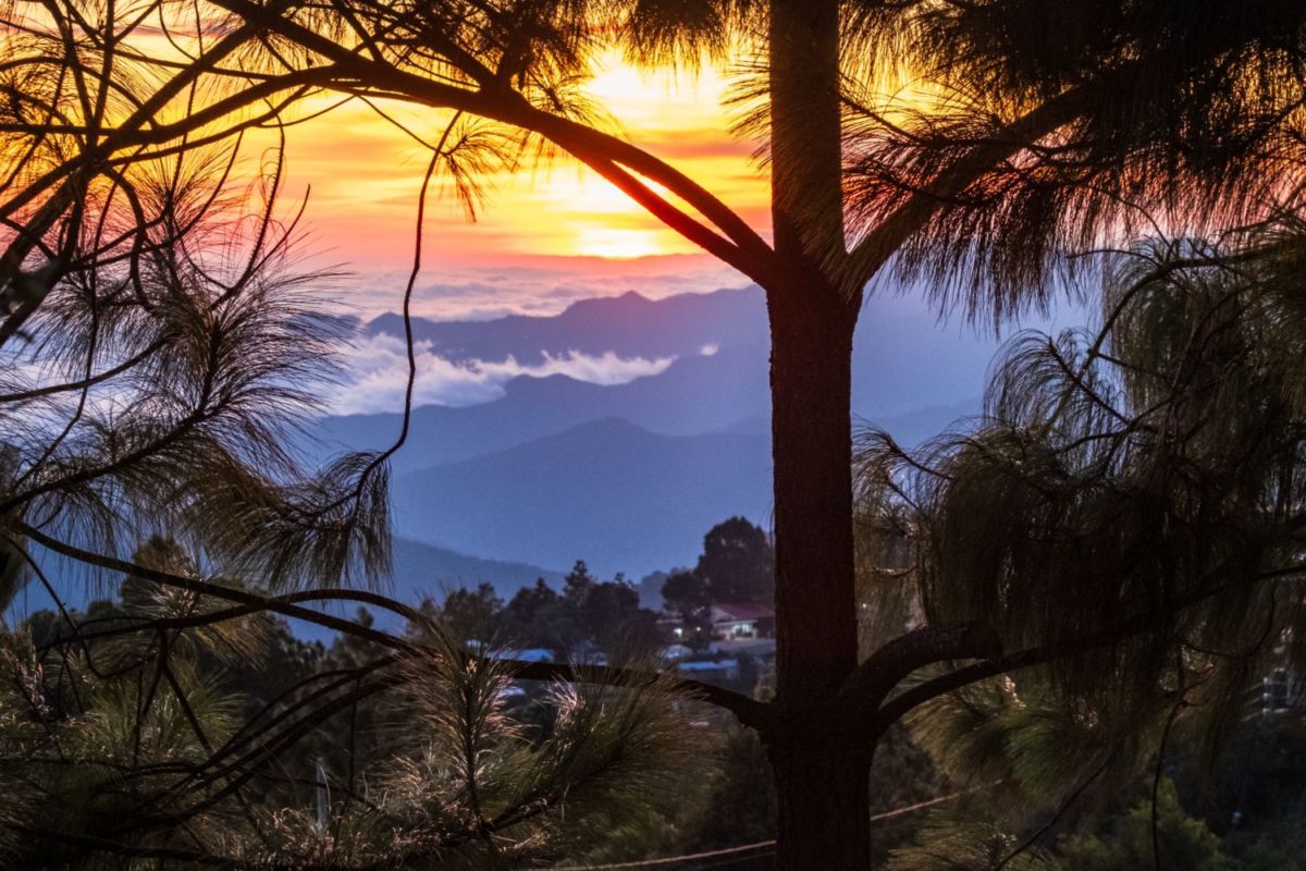 hongos en San José del Pacífico