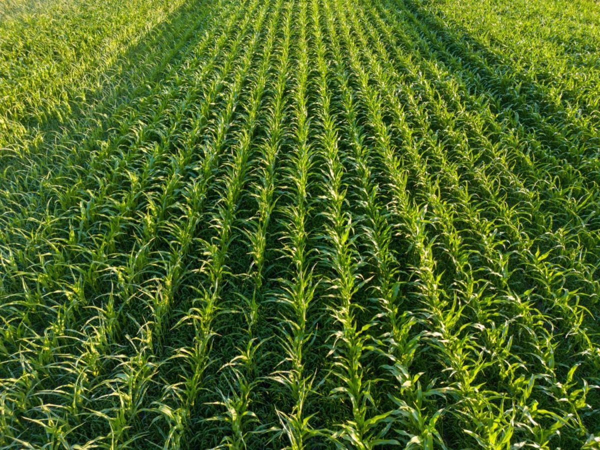 día nacional del maíz