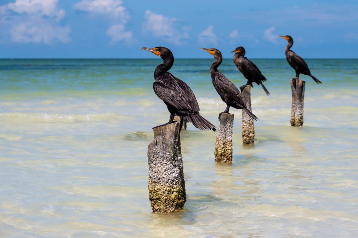 qué hacer en holbox
