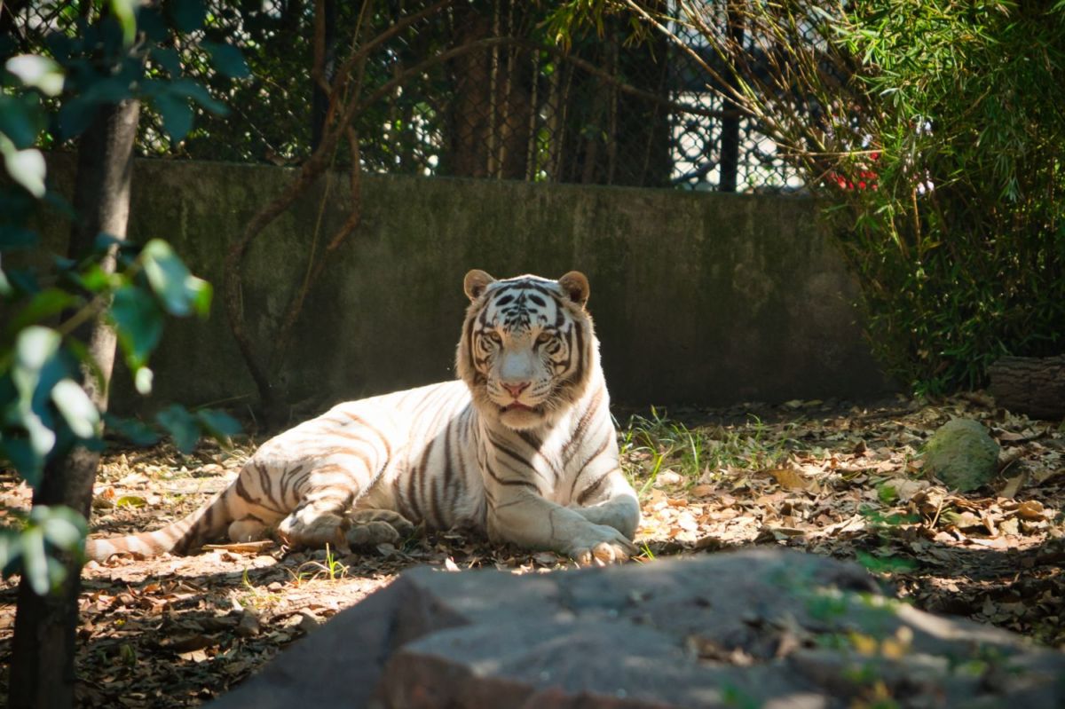 lugares para ver animales en la cdmx