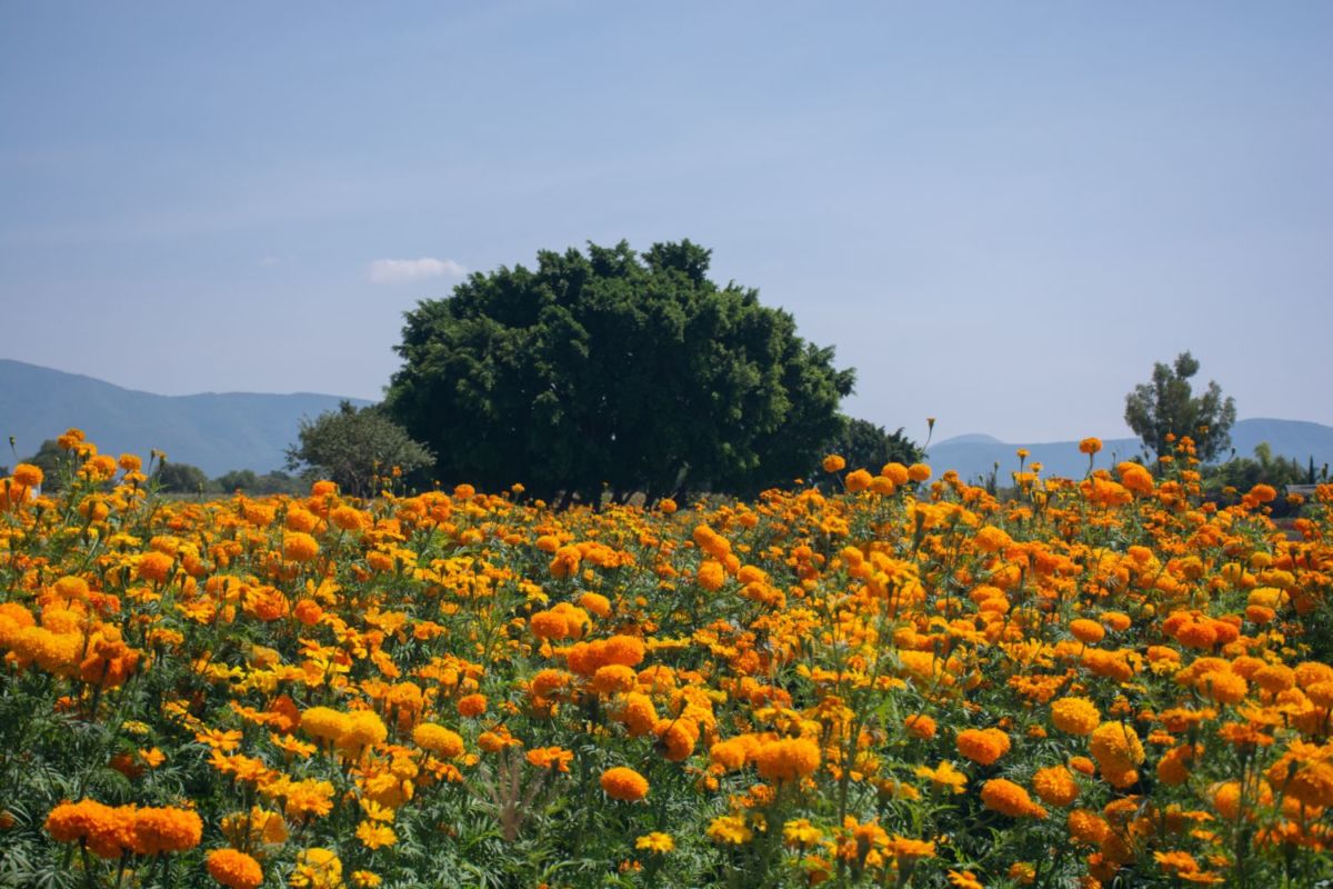 Este pueblo a 2 horas de CDMX es el mayor productor de cempasúchil y tiene un festival de catrinas monumentales