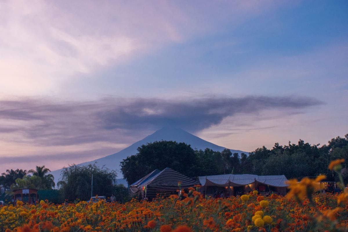 cempasúchil día de muertos
