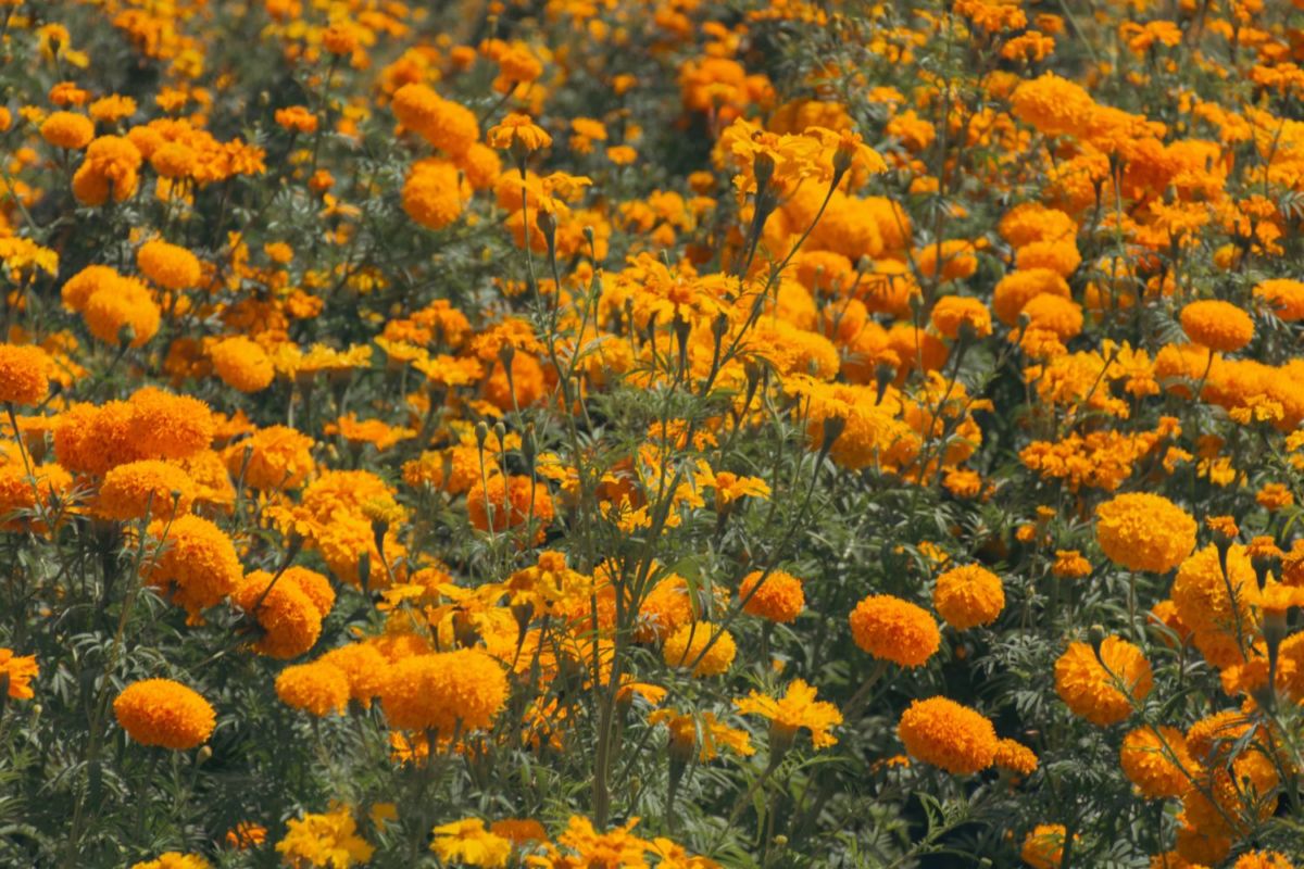 cempasúchil día de muertos