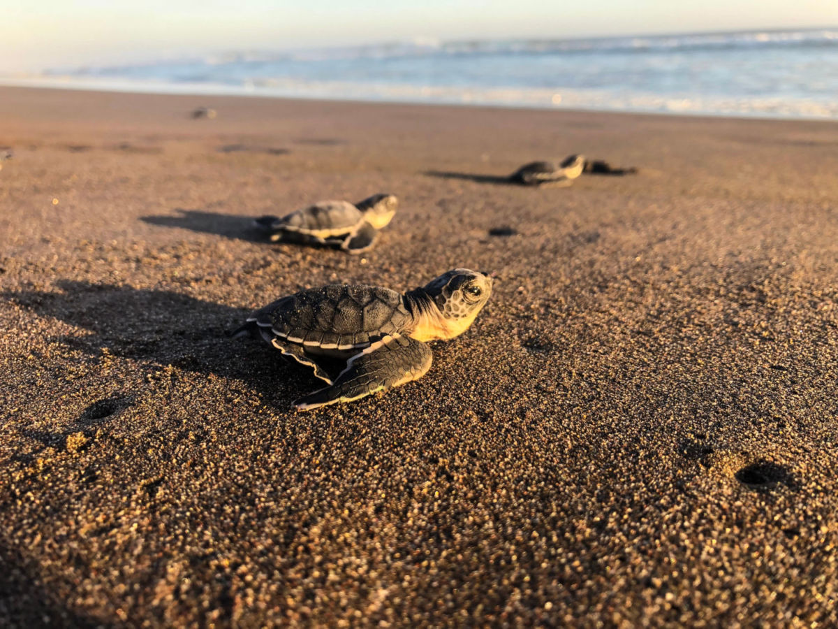 playas de arena negra en México 