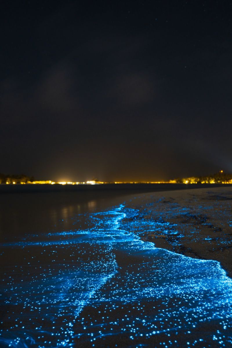 playas con bioluminiscencia en México 