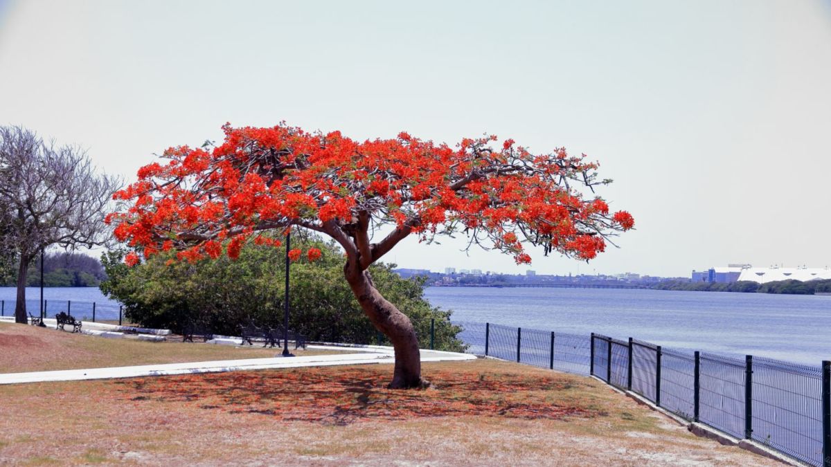 Laguna del Carpintero
