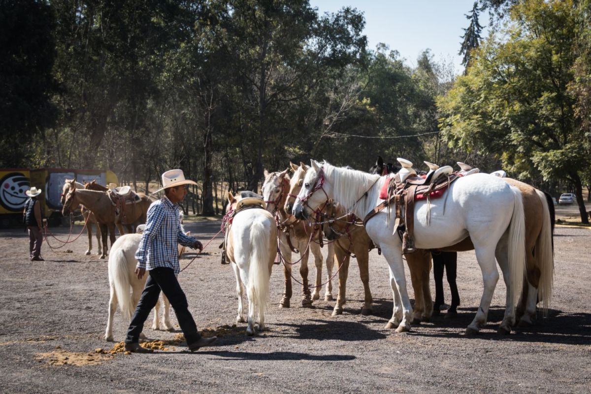 paseos a caballo cerca de cdmx