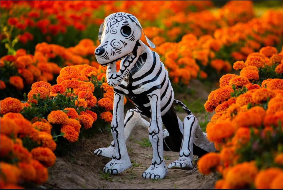 Pumpkin patch CDMX