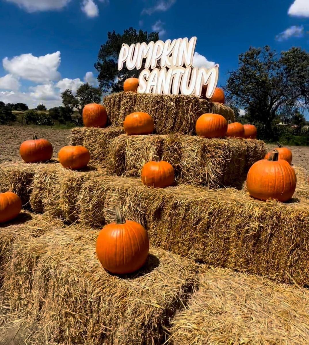 Pumpkin patch cdmx 