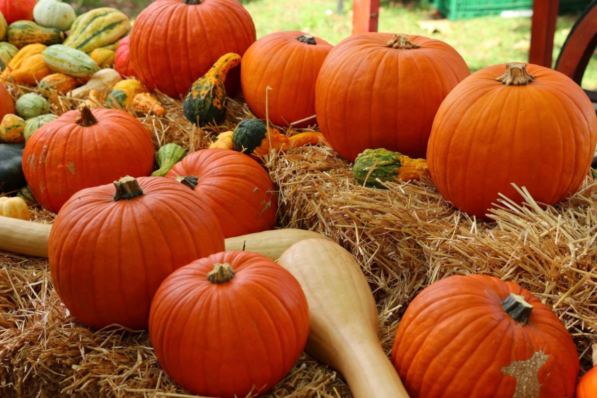 En este campo de cempasúchil puedes ir a cortar tu propia calabaza a solo 2 horas de la CDMX 