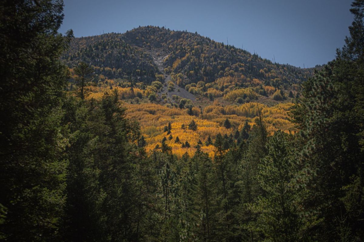 Disfruta de un fin de semana muy otoñal en una cabaña en medio del bosque de Coahuila