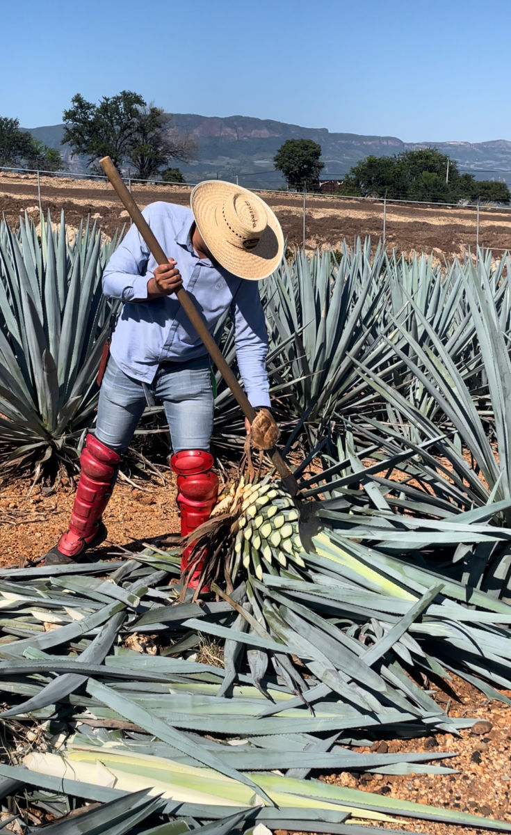 Tequila Jalisco