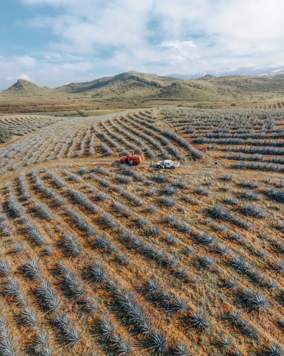 Tren Tequila Express