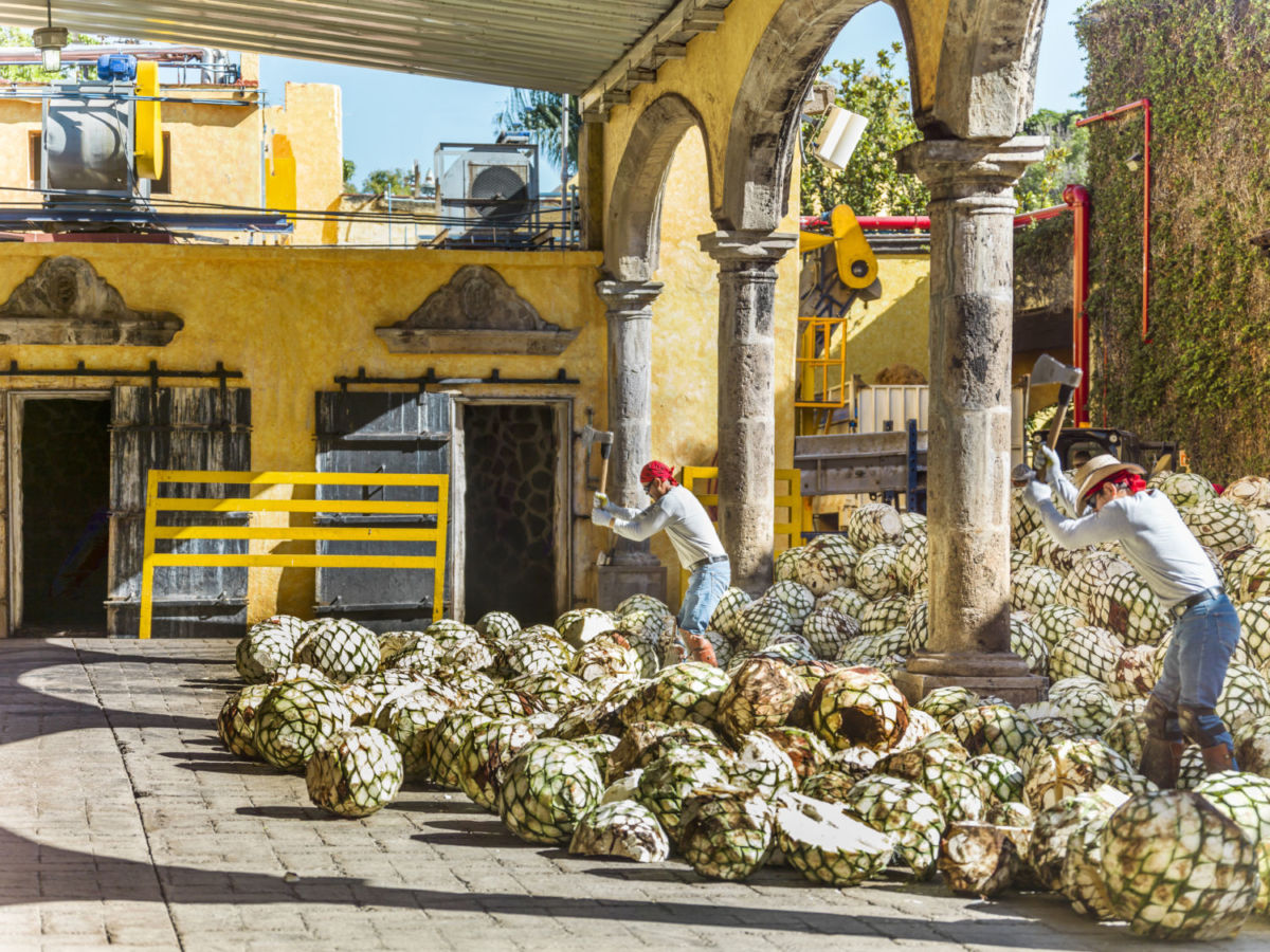 Tren Tequila Express