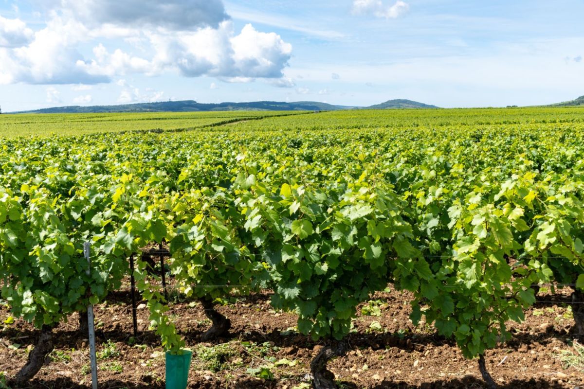 viñedos cerca de la cdmx