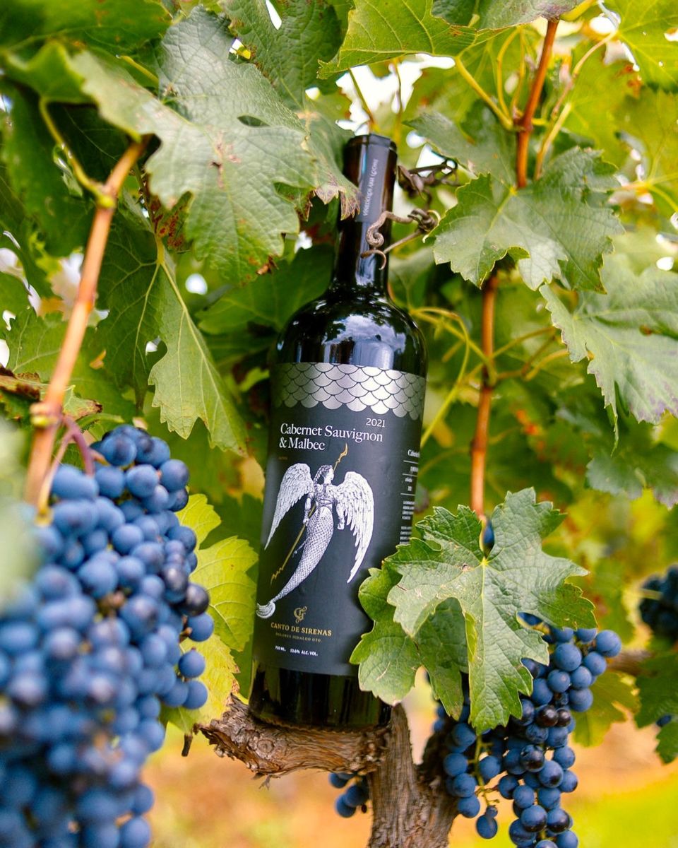 viñedos cerca de la cdmx