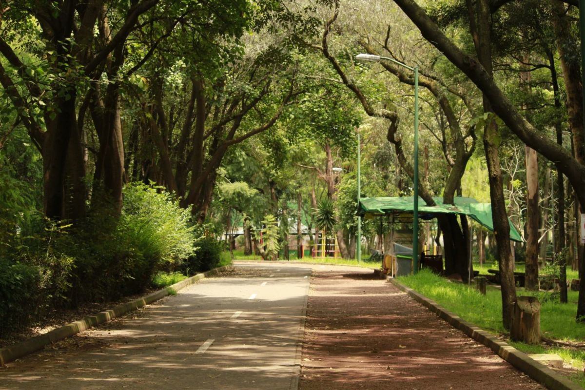 En Coyoacán es posible ver lobos mexicanos sin pagar un peso, y casi nadie habla de ello