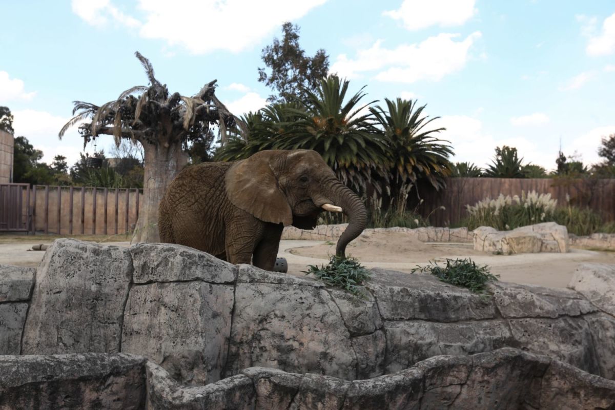 zoológicos en la cdmx