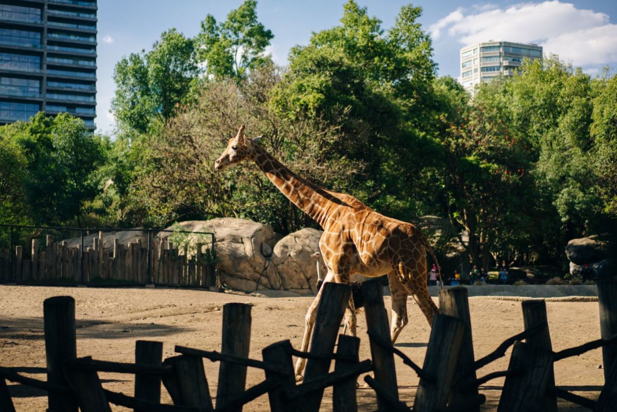 zoológicos en la cdmx