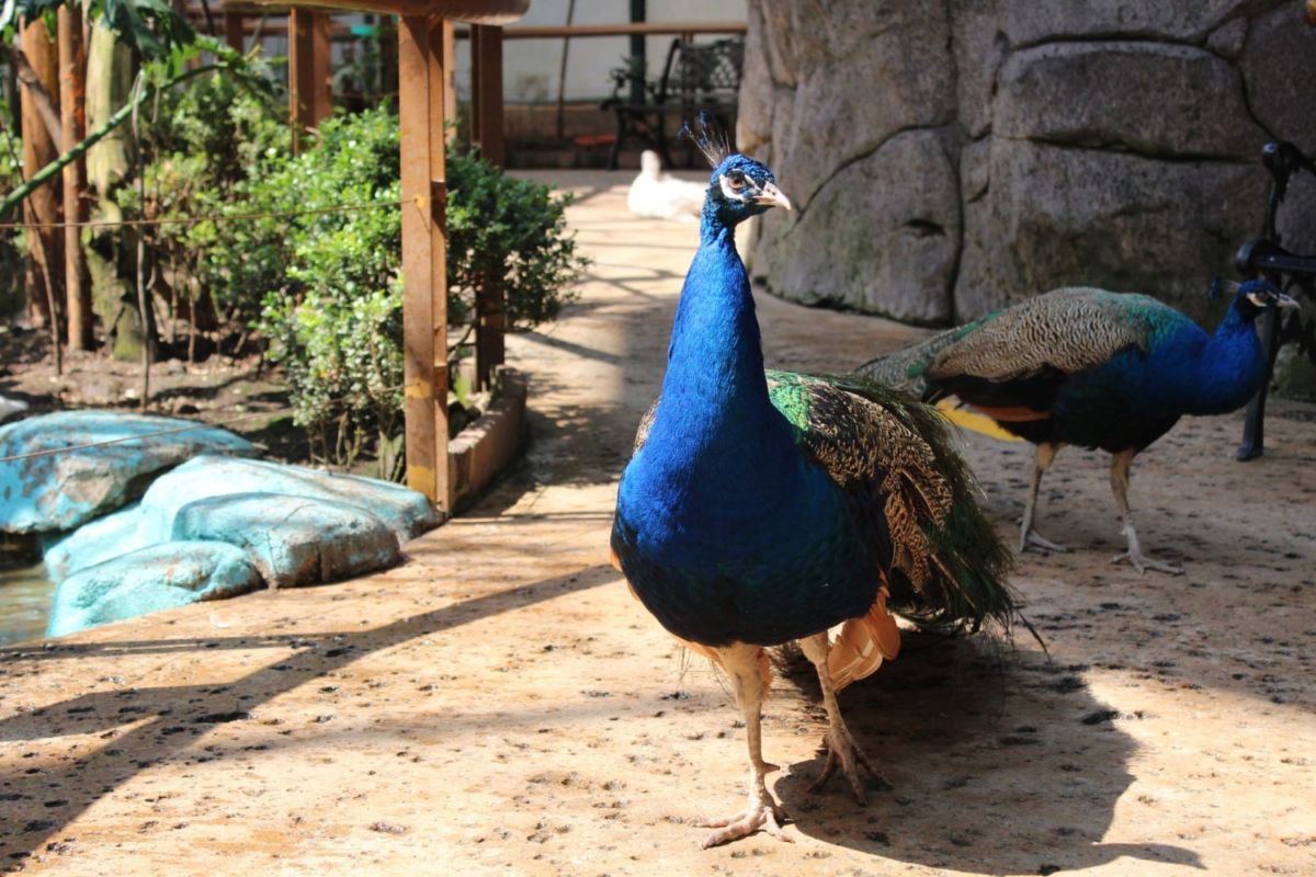 zoológicos en la cdmx