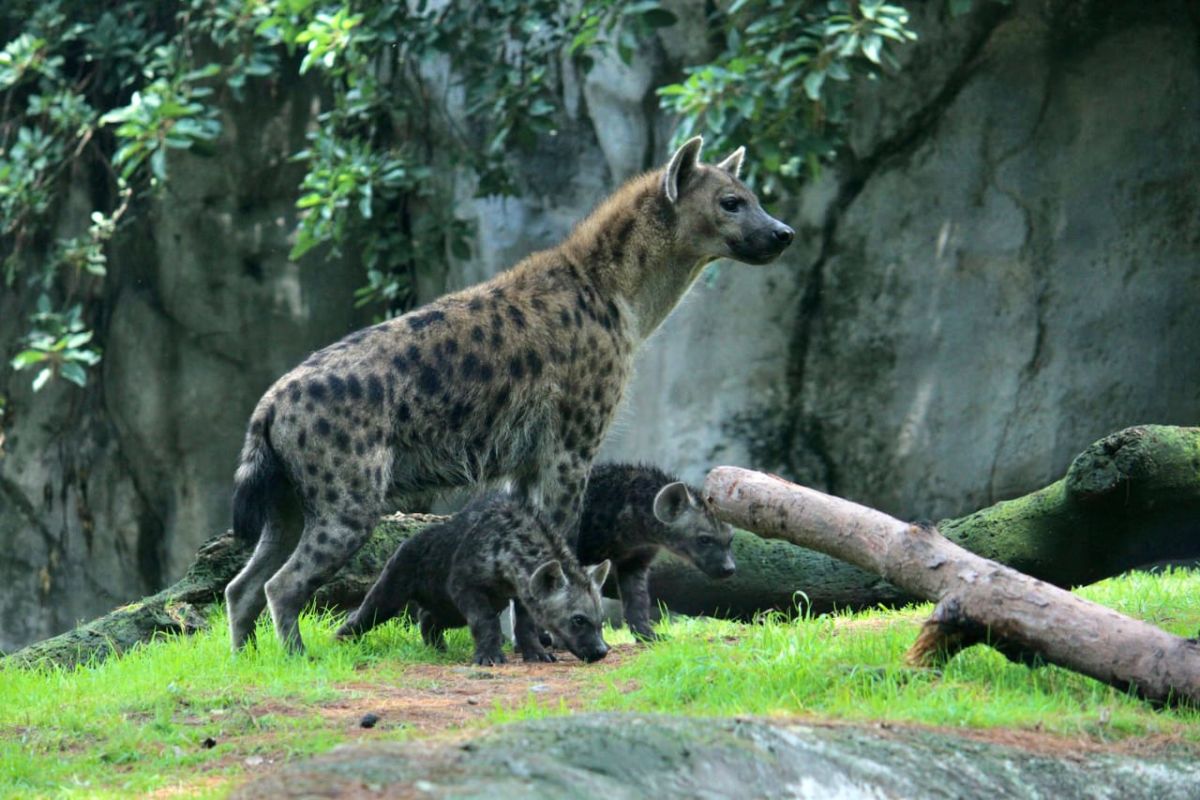 zoológicos en la cdmx