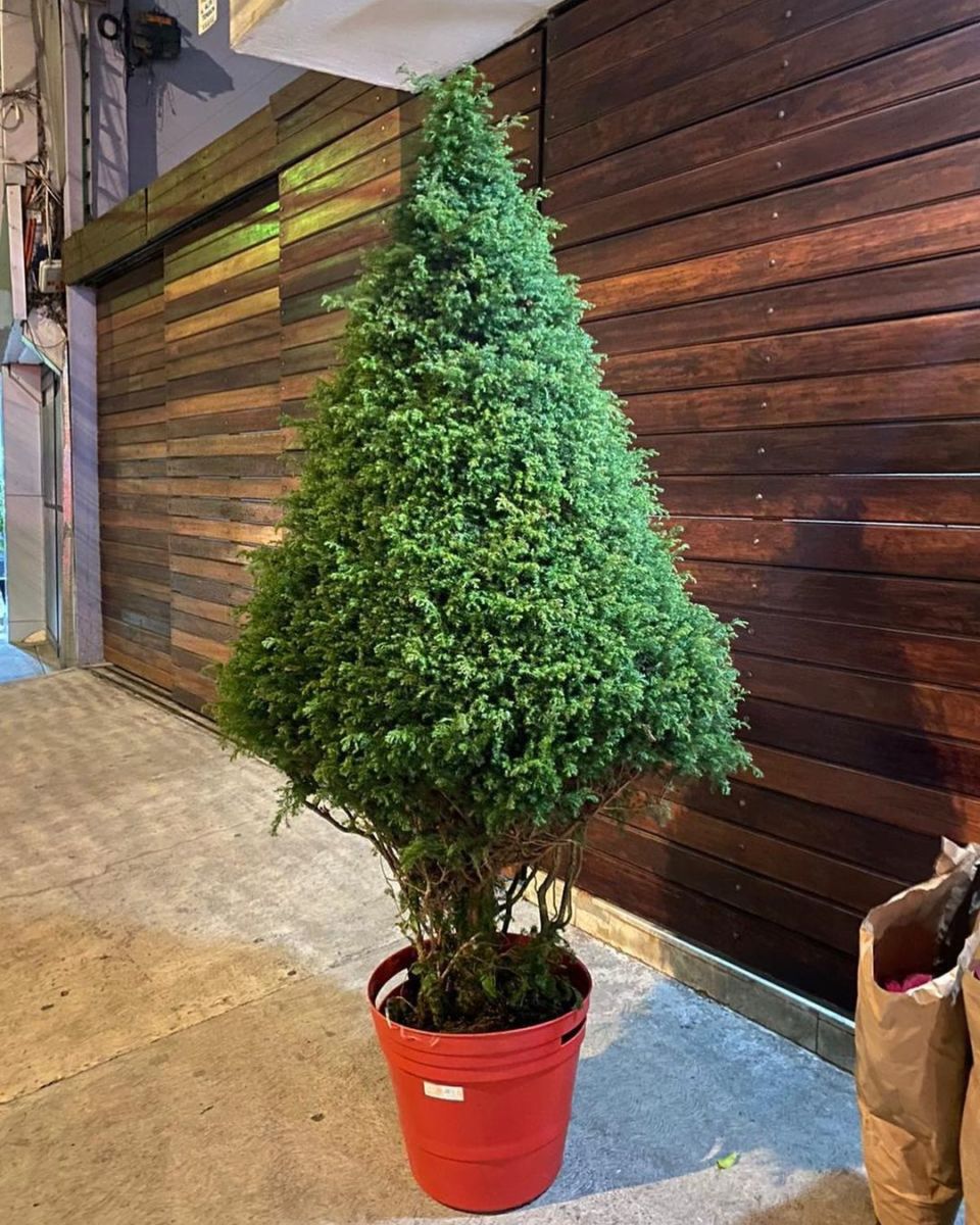 árboles de Navidad en maceta