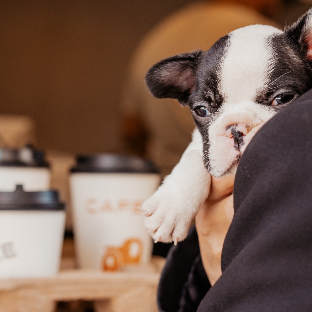 Cafetería pet-friendly Querétaro.