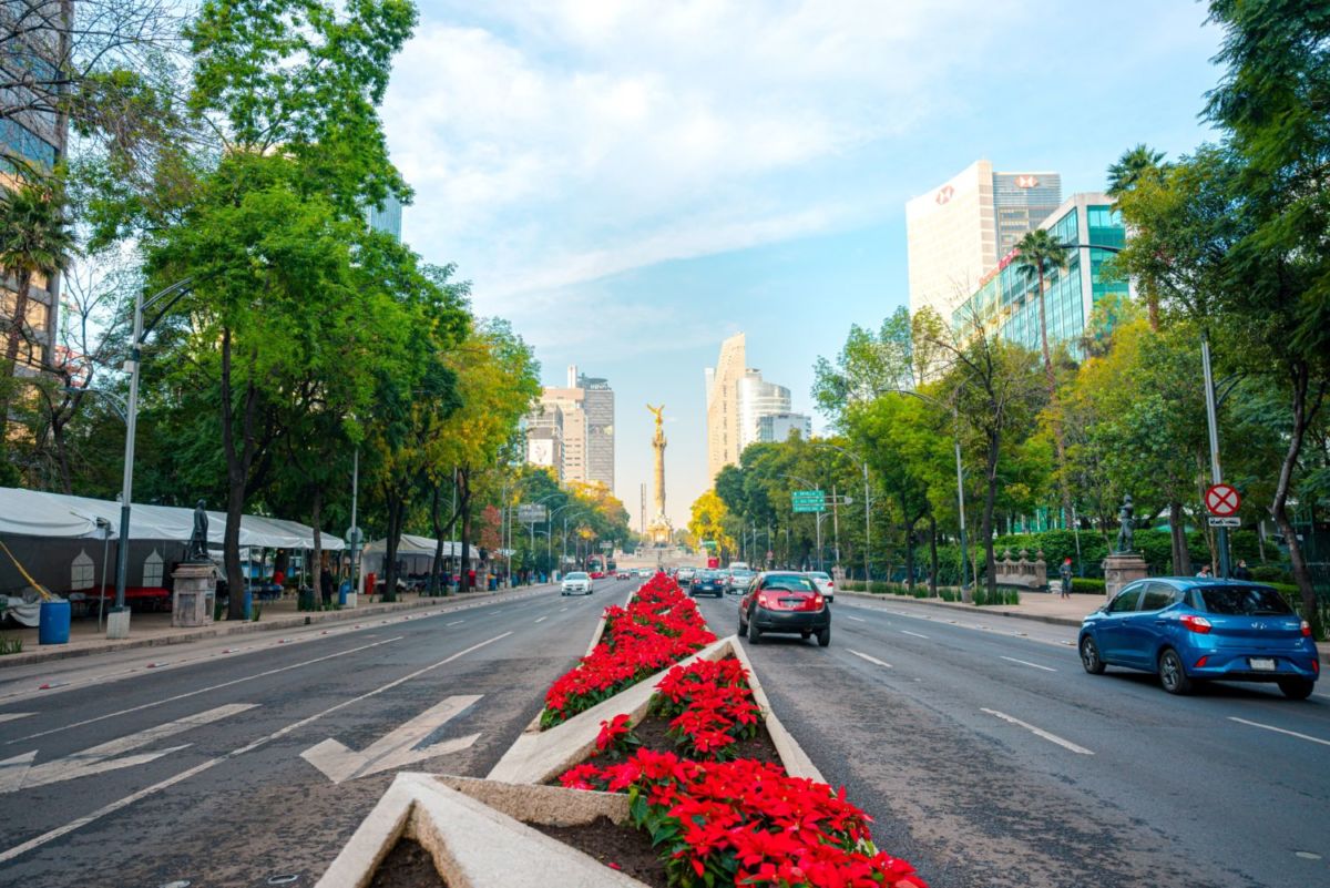 nochebuenas en reforma