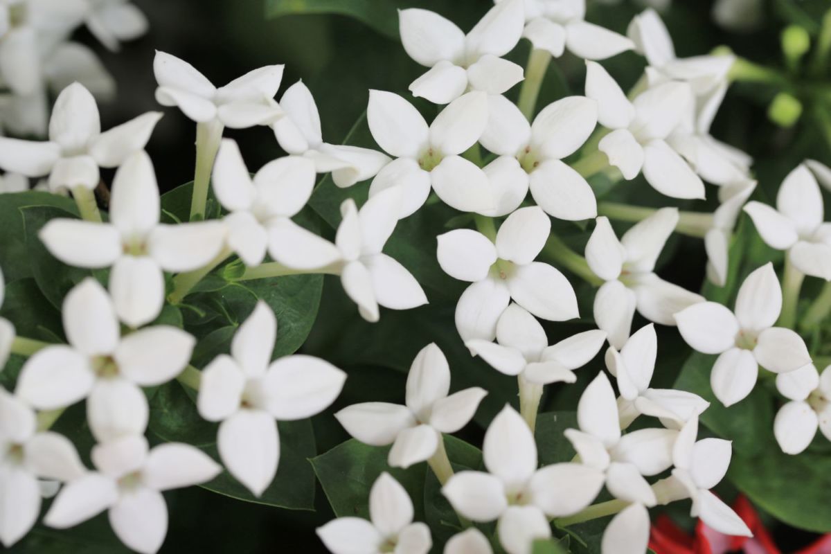 bouvardias blancas