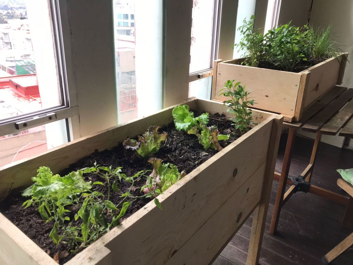 Puedes tener el huerto más lindo (y productivo) en tu casa aunque vivas en la ciudad. Aquí te decimos cómo