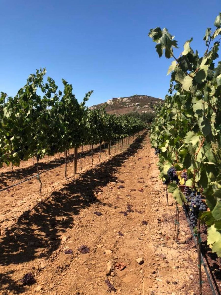 Viñedos de 'El Cielo'. 