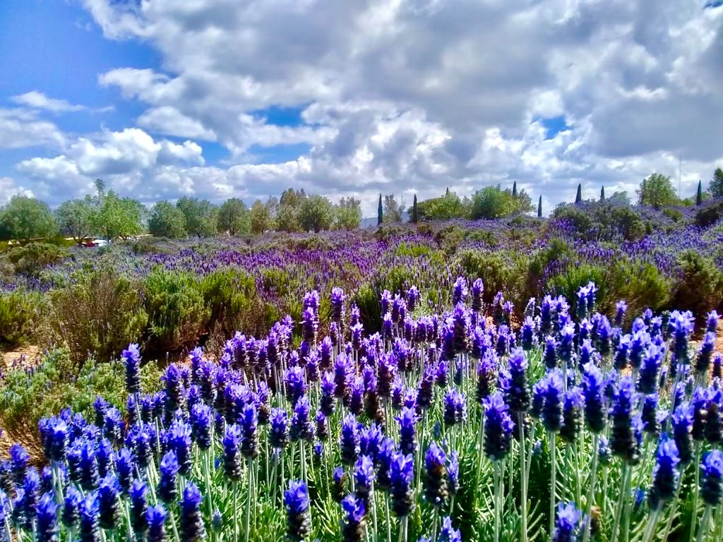 Rancho de Lavanda Pozos