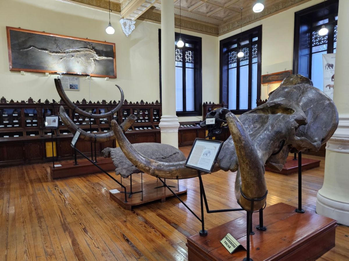 Museo-de-Geología