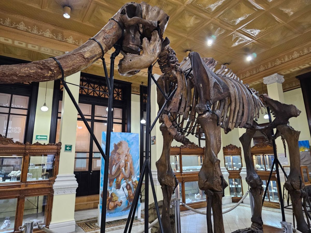 Museo-de-Geología