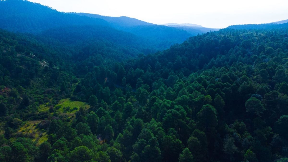 Árboles en el bosque de México