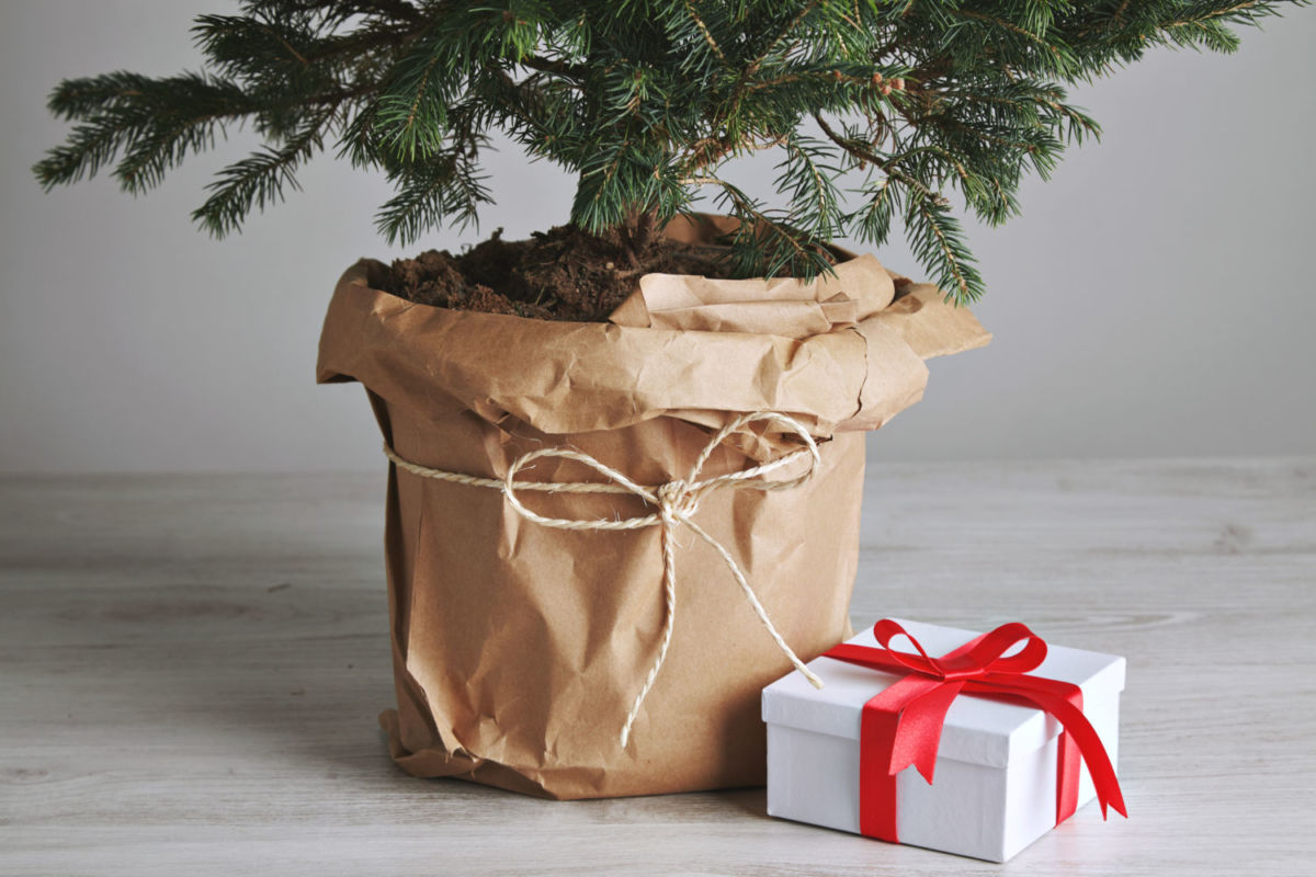 regalo-de-Navidad