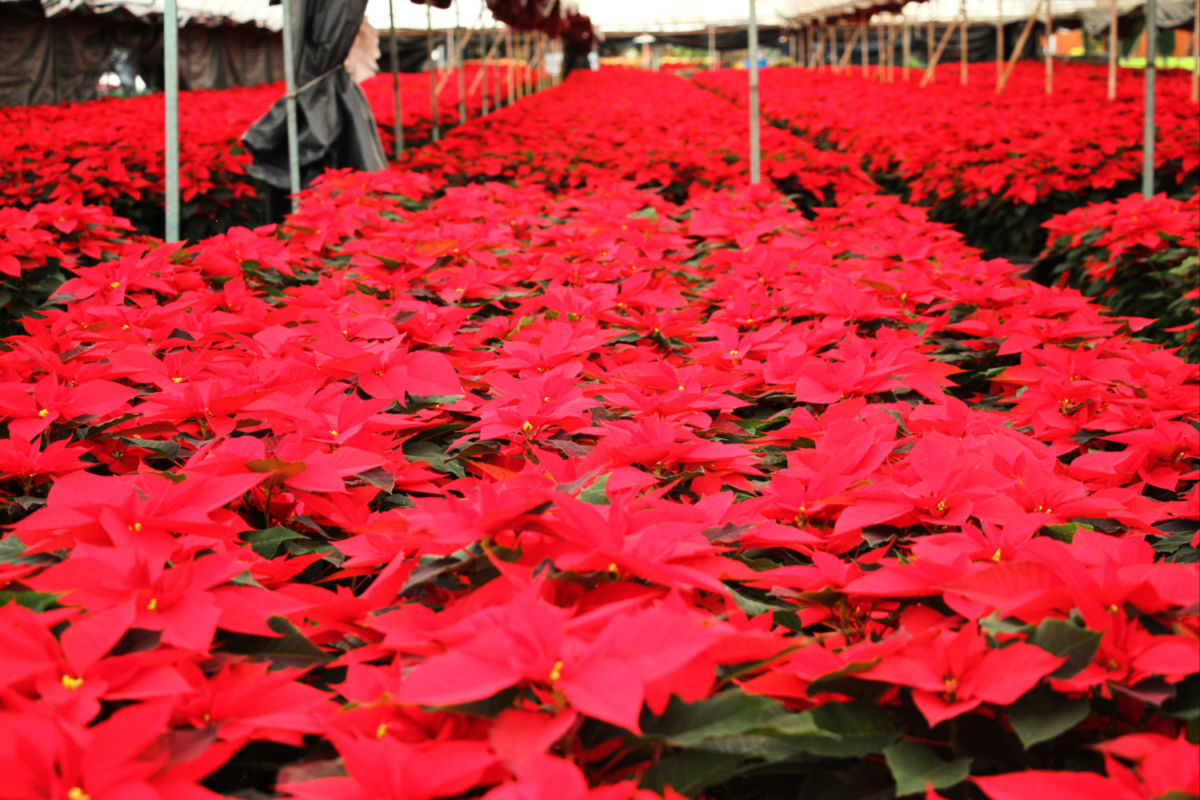 festival temporada navideña