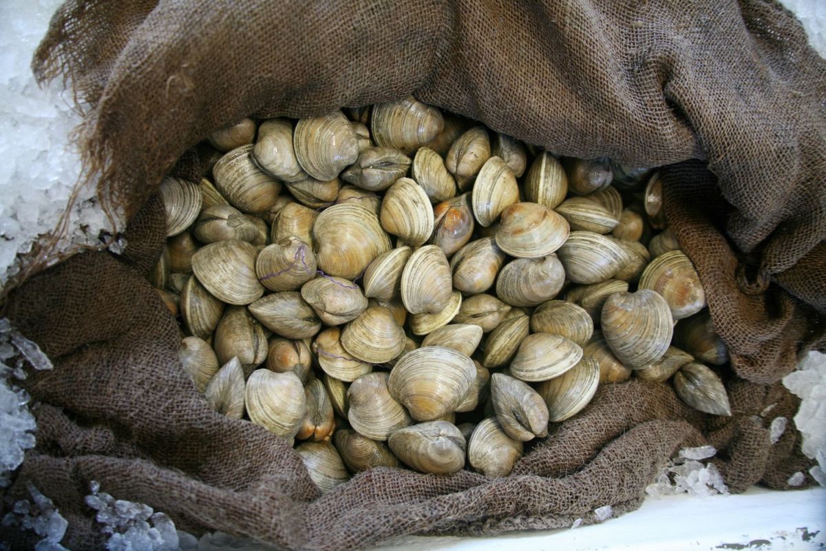 En Bahía de Kino, Sonora se comen pescados y mariscos frescos 