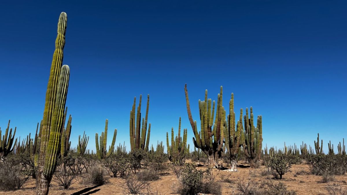 Desierto de Sonora 