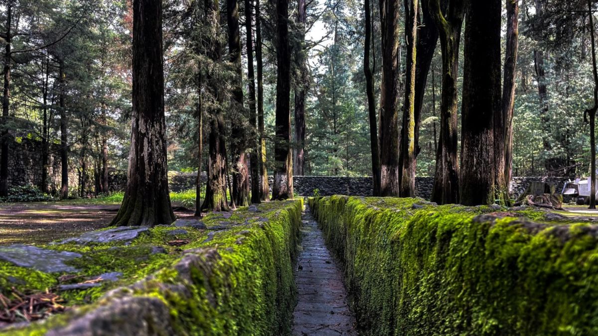 Desierto-de-los-Leones