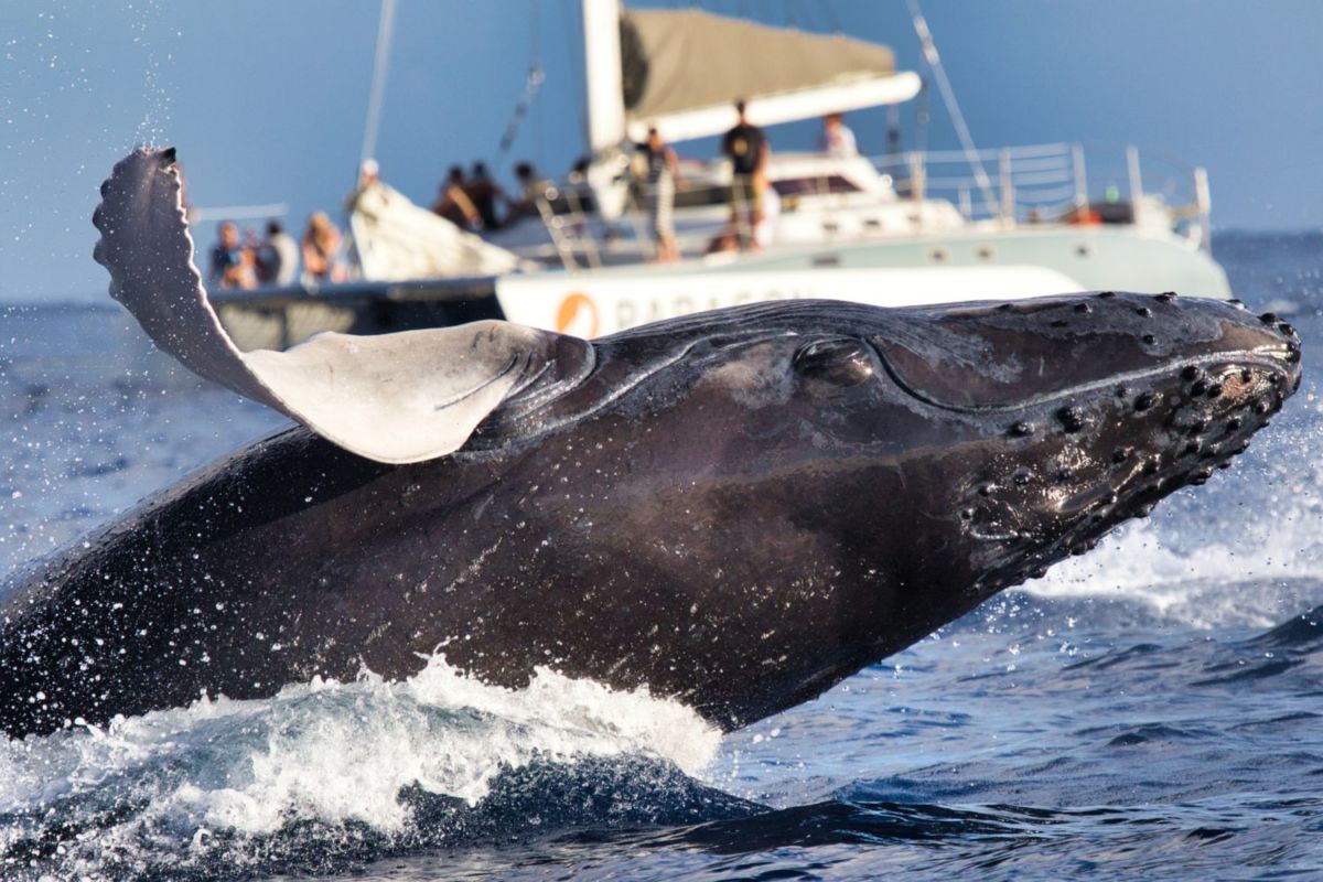entre diciembre y abril, las ballenas jorobadas vienen a las playas mexicanas a pasar el invierno