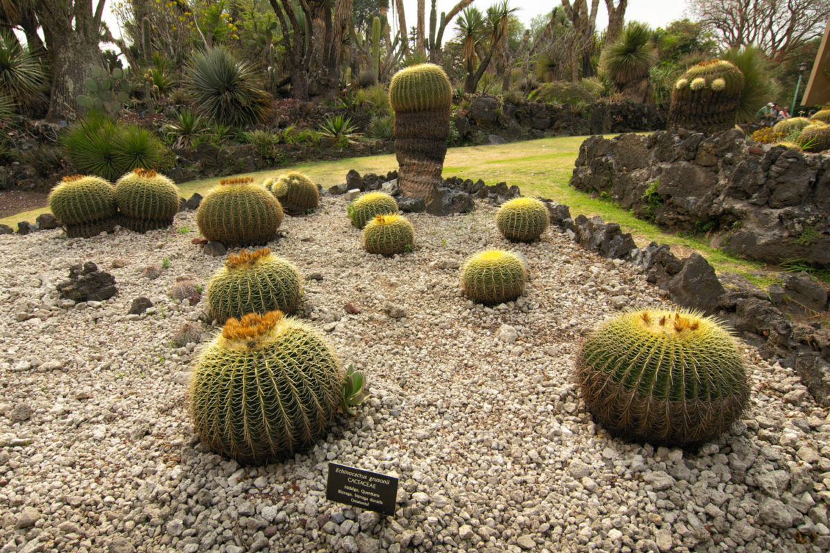 En el Jardín Botánico de la UNAM hay grupos de plantas como agaves, cactáceas, crasuláceas, dalias, plantas acuáticas y orquídeas.