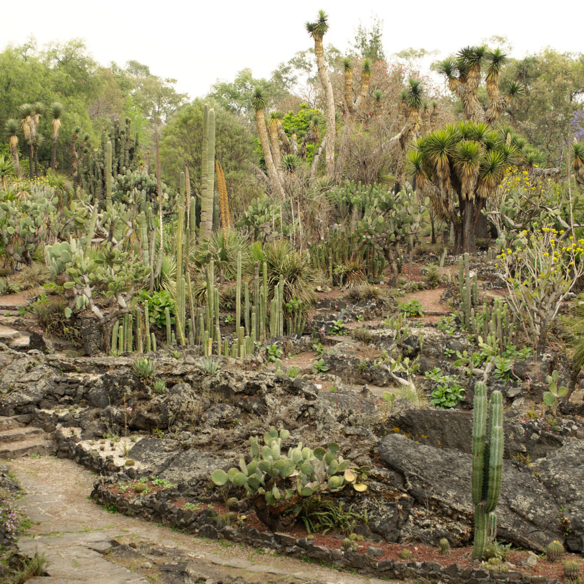 Un museo vivo que te invita a descubrir la diversidad vegetal del país.