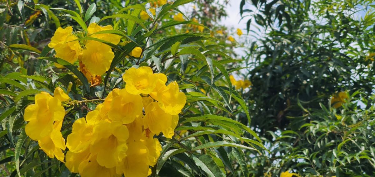 El Jardín Botánico ofrece recorridos guiados, talleres y cursos para todos los públicos