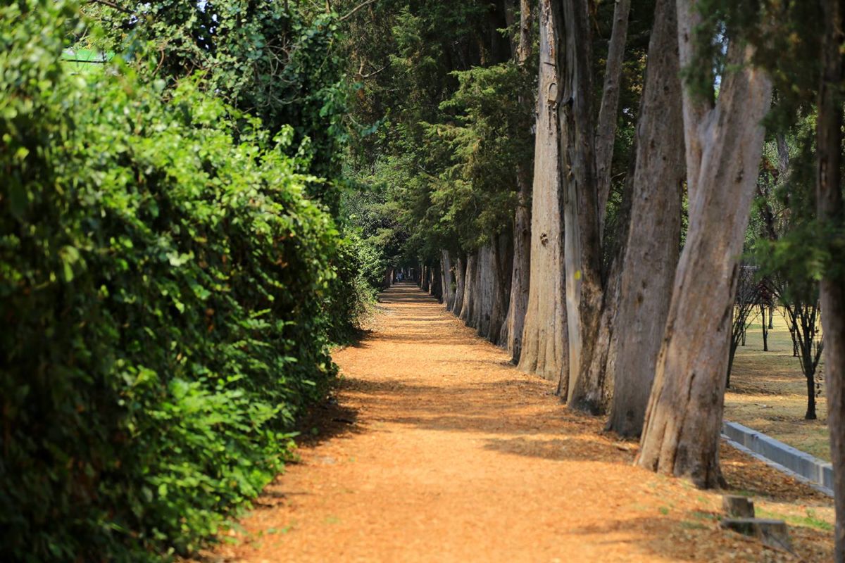 Los mejores senderos para correr en la CDMX