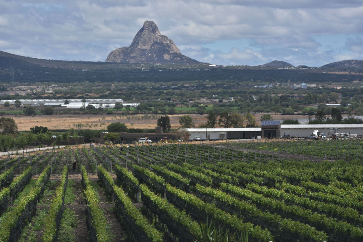 Querétaro es tierra de viñedos gracias a su clima templado todo el año