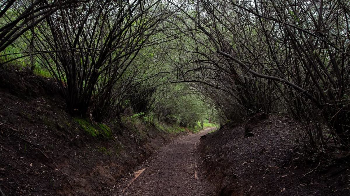 Recorre los senderos menos transitados de Chapultepec. 